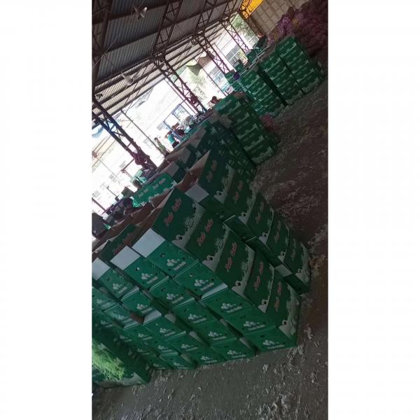 10KG Loose carton package China Normal white garlic to Brazil Market #5 image