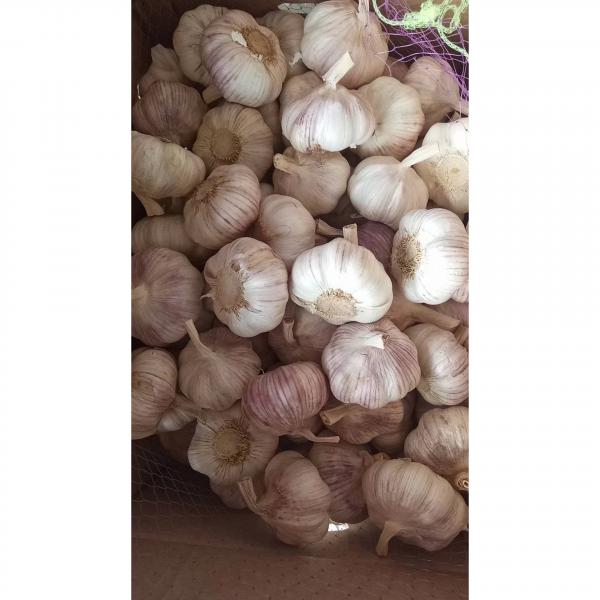 2018 new crop 10KG Loose carton package Normal white garlic to Brazil Market #1 image
