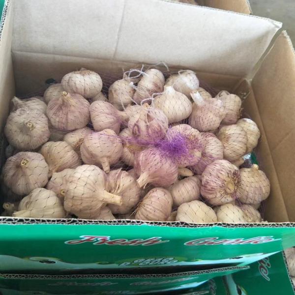 2018 crop 10KG Loose carton Normal white garlic to Brazil Market from china #4 image