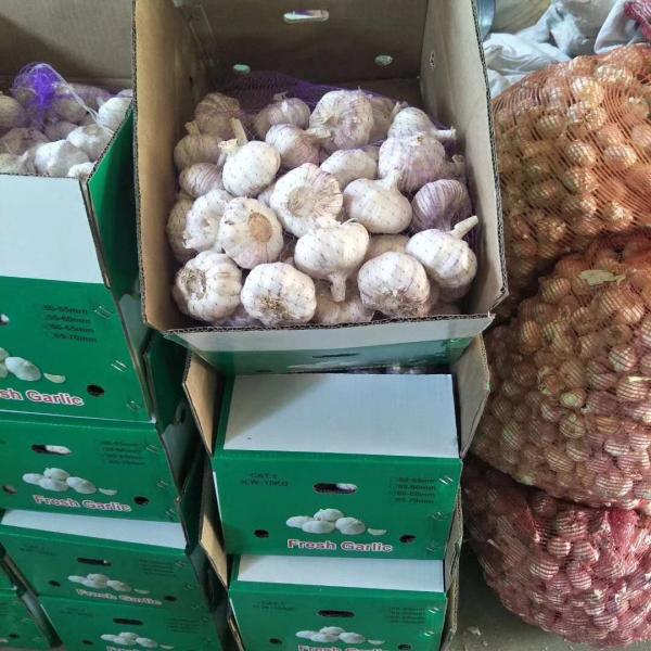 10KG Loose carton package China Normal white garlic to Brazil Market #1 image