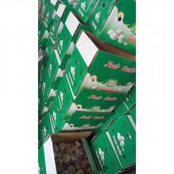 10KG Loose carton package China Normal white garlic to Brazil Market #4 image
