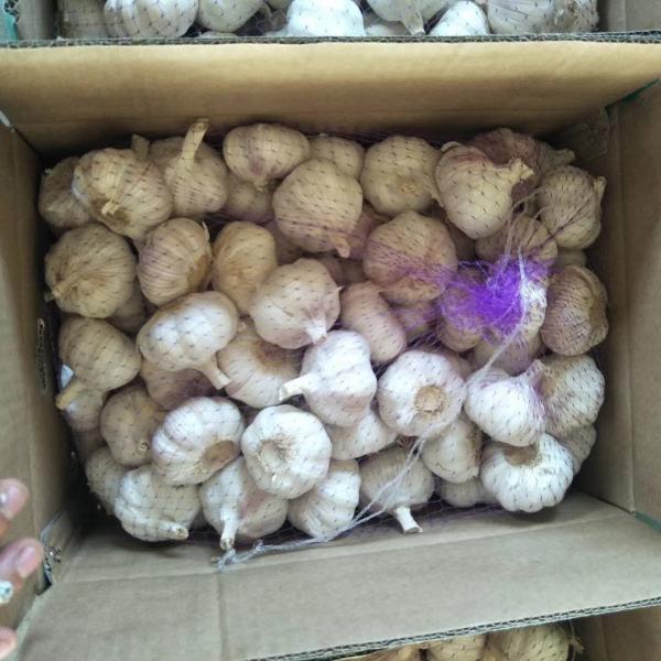 10KG Loose carton package China Normal white garlic to Brazil Market #2 image