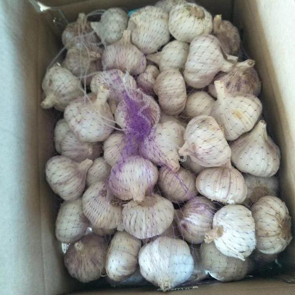 10KG Loose carton package China Normal white garlic to Brazil Market #3 image