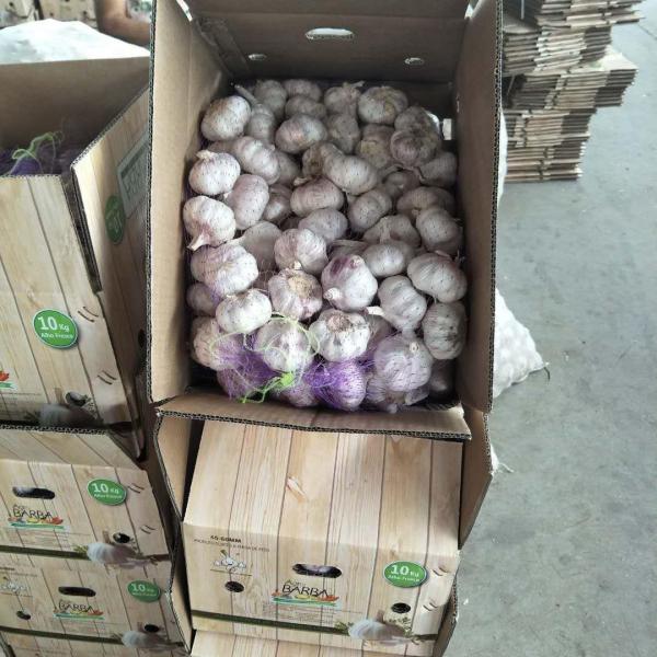 Brazil 10KG Loose carton Normal white garlic #4 image