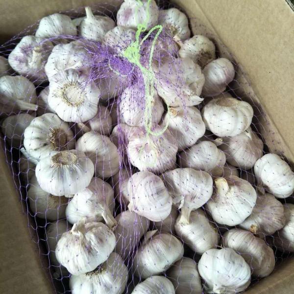 2018 10KG Loose carton Normal white garlic to Brazil Market from china (New Client ) #1 image