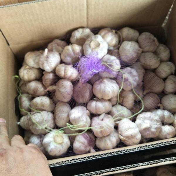 10KG Loose carton Normal white garlic to Brazil Market from china #3 image
