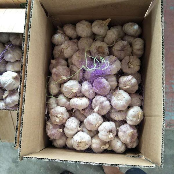 10KG Loose carton Normal white garlic to Brazil Market from china #4 image