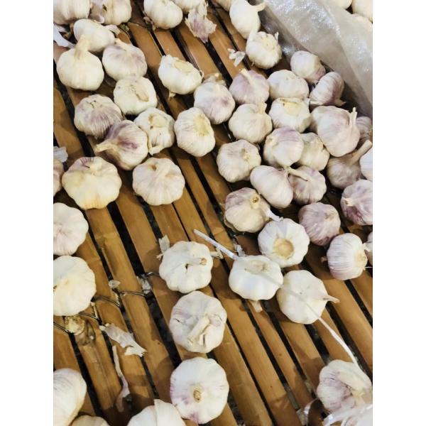 2018 new crop China Normal white garlic with meshabg package to Asia Market #4 image