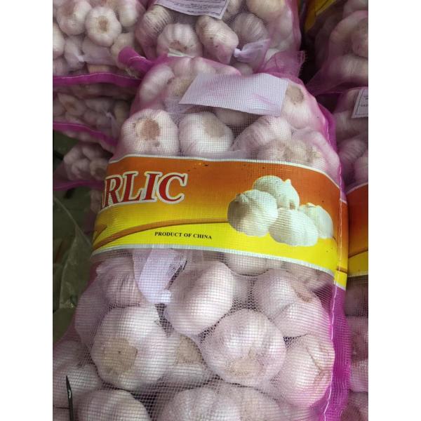 Normal white garlic with meshabg package to Asia Market from china #4 image