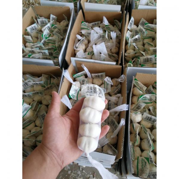 Pure white garlic with small package are exported to Iraq market . #1 image