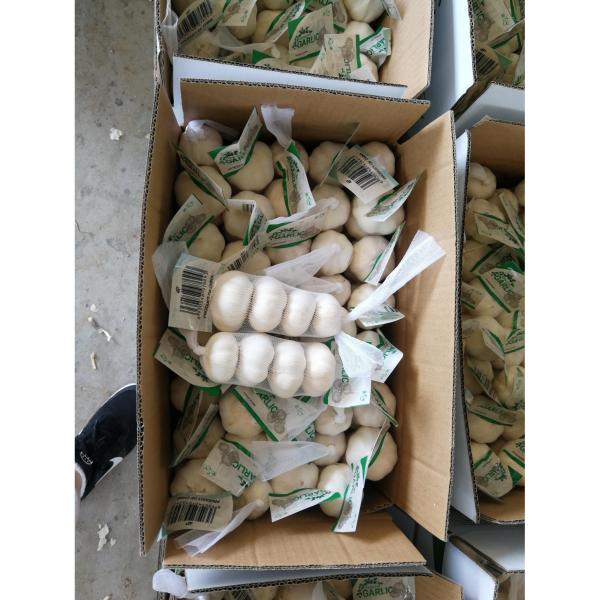 china Pure white garlic with small package to Iraq market . #1 image