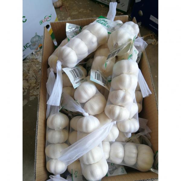 2018 china Pure white garlic with small package to Iraq market #3 image