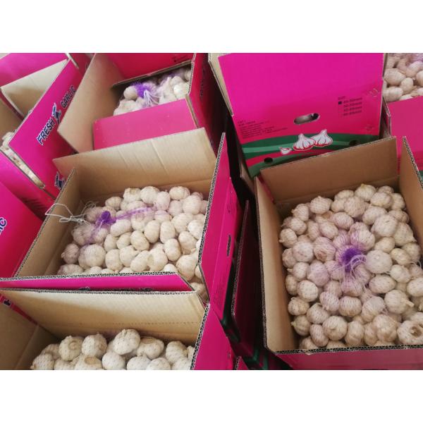 2018 china garlic with 10kg loose carton package are exported to Angola market . #3 image