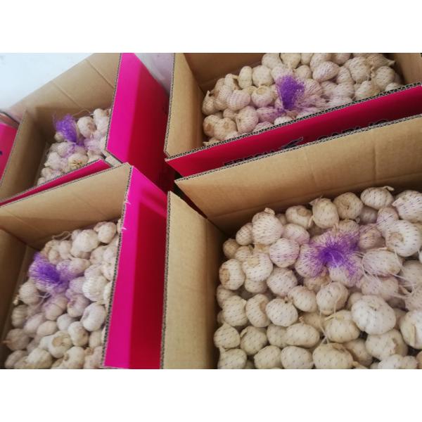2018 china garlic with 10kg loose carton package are exported to Angola market . #4 image