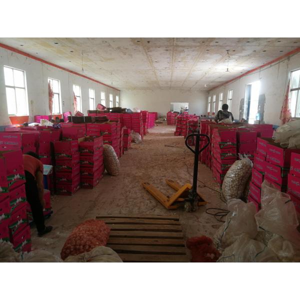 2018 china garlic with 10kg loose carton package are exported to Angola market . #5 image