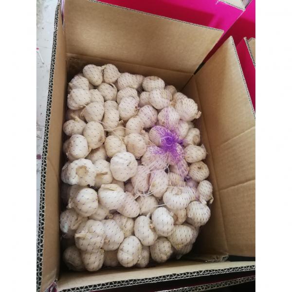 10kg loose carton package garlic to Angola market from china #4 image