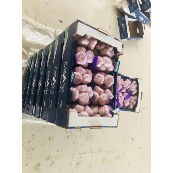 2018 china garlic with 5kg carton package to Brazil market #2 image