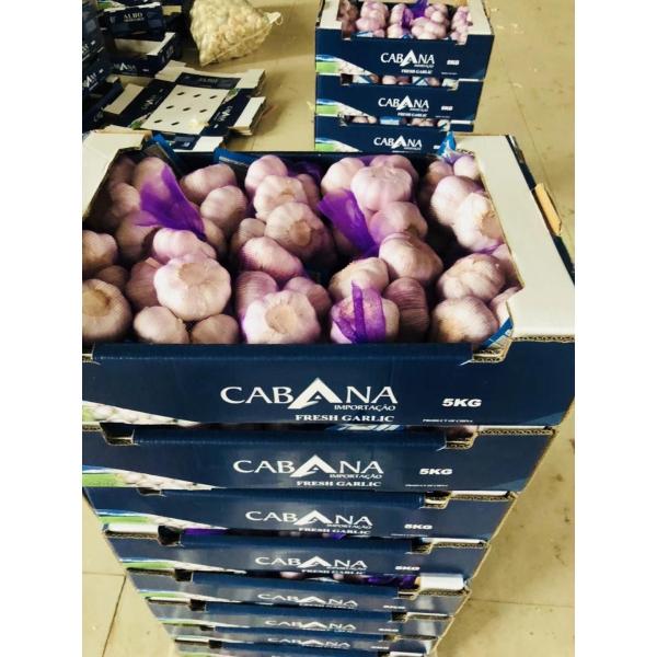 china garlic with 5kg carton package to Brazil #3 image