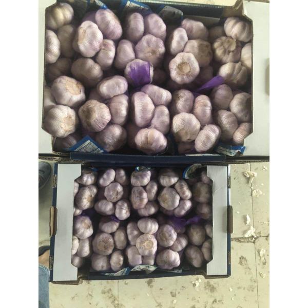 china garlic with 5kg carton package to Brazil #2 image