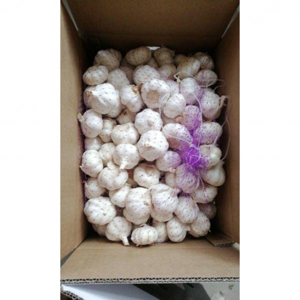 Pure white garlic with 10KG loose carton exported to Kenya market #1 image