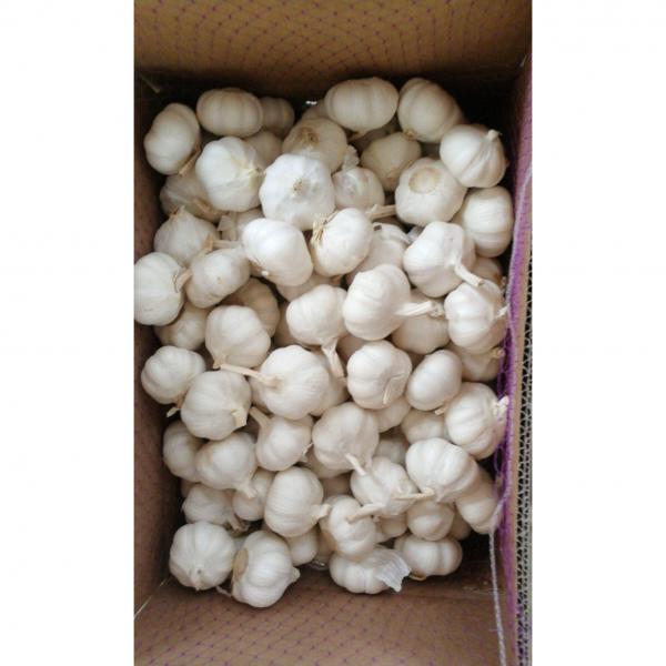 10KG loose carton pure white garlic exported to Kenya market #1 image