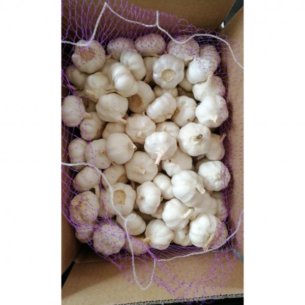 Pure white garlic with 10KG loose carton exported to Kenya market #5 image