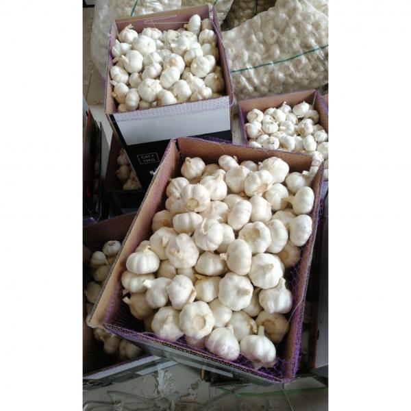 China 10KG loose carton pure white garlic to Kenya market #2 image