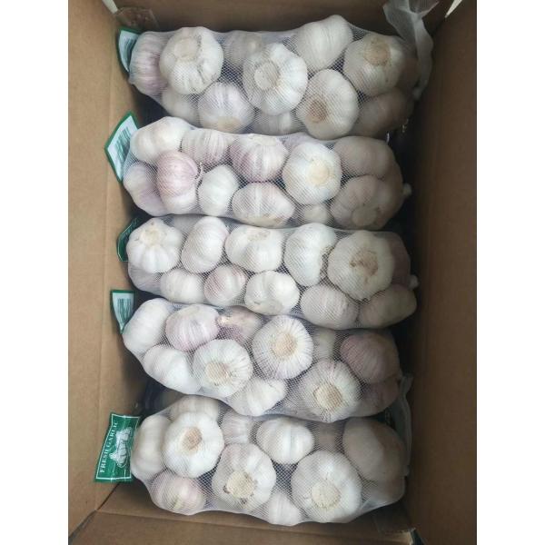 china white garlic with meshbag & carton package to Middle East Market #5 image