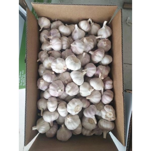 china white garlic with meshbag & carton package to Middle East Market #2 image