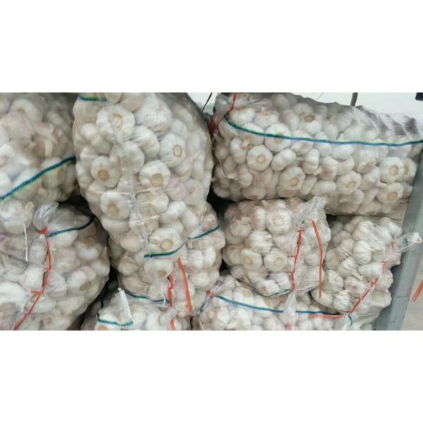 Cold storage china Garlic to Brazil Market #5 image