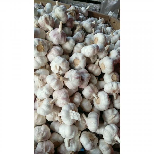 2018 Cold storage china Garlic to Brazil Market #5 image