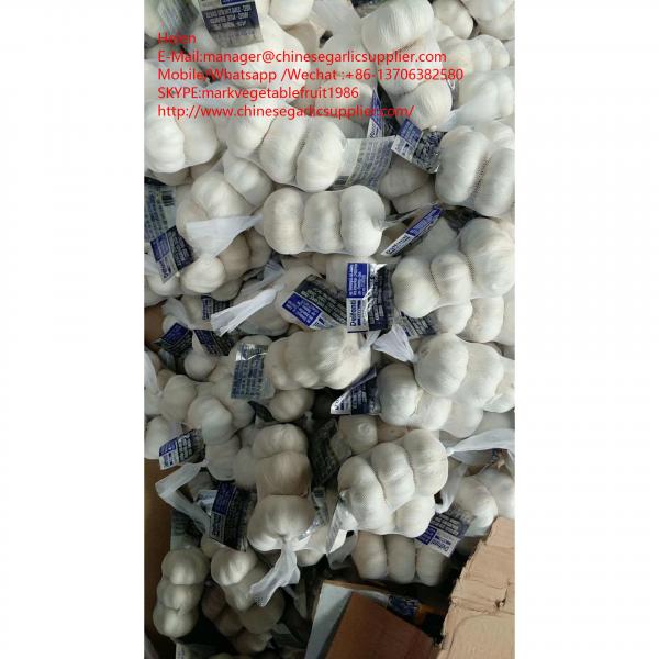 pure garlic with small meshabg package to EU market #1 image