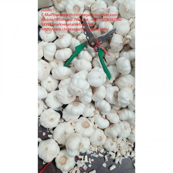pure garlic with small meshabg package to EU market #3 image