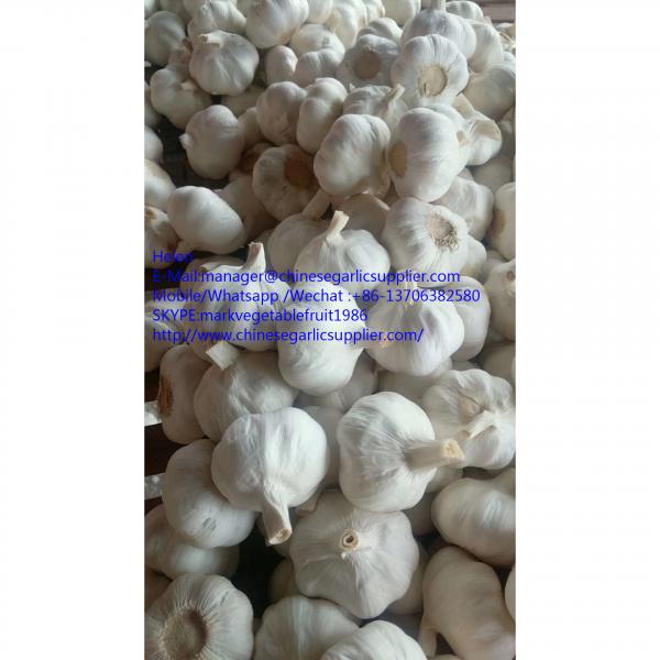 super quality pure white garlic with meshabg package #2 image