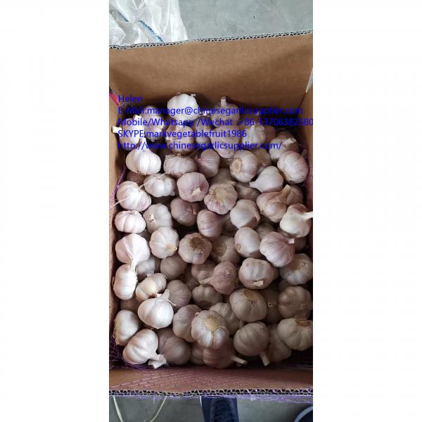 Normal white garlic with10KG Loose carton package to Tunis market #1 image
