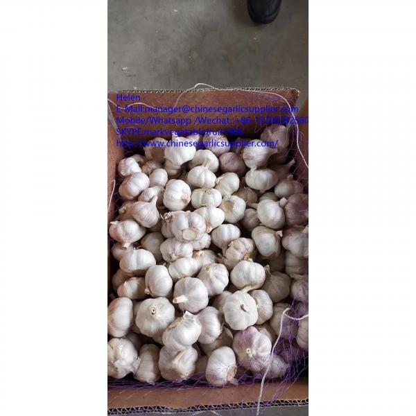 Normal white garlic with10KG Loose carton package to Tunis market #2 image