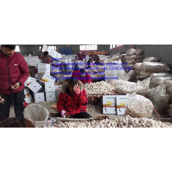 Normal white garlic with10KG Loose carton package to Tunis market #3 image