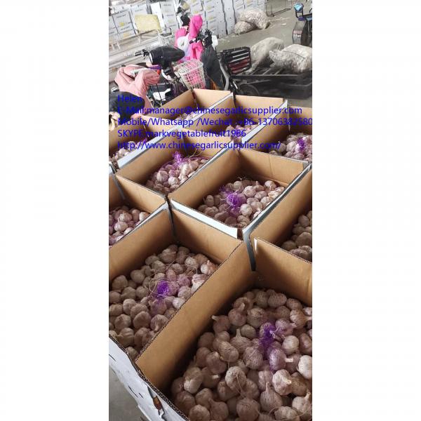 Normal white garlic with10KG Loose carton package to Tunis market #4 image