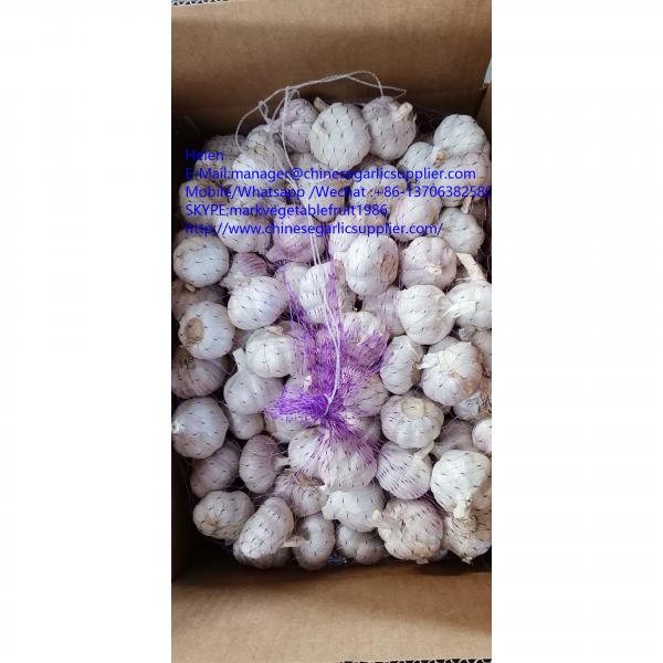 10KG Loose carton normal white garlic to Tunis market #1 image