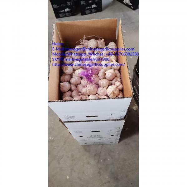 10KG Loose carton normal white garlic to Tunis market #2 image