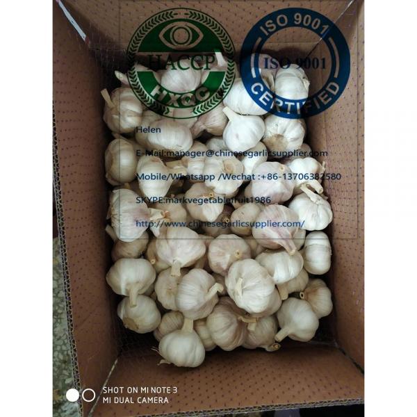 China garlic are exported to North America market  with loose carton package #6 image