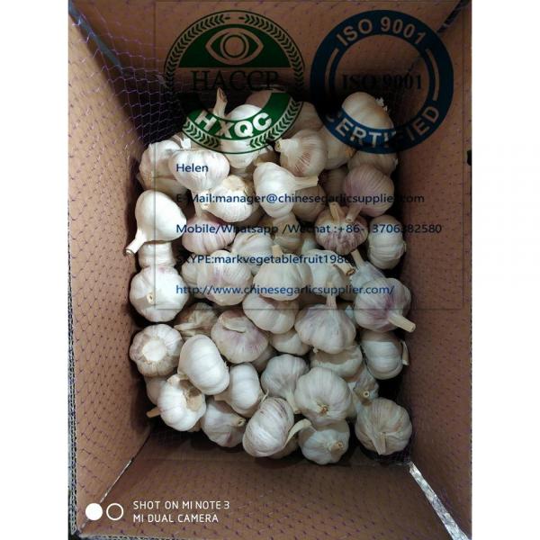 China garlic are exported to North America market  with loose carton package #5 image