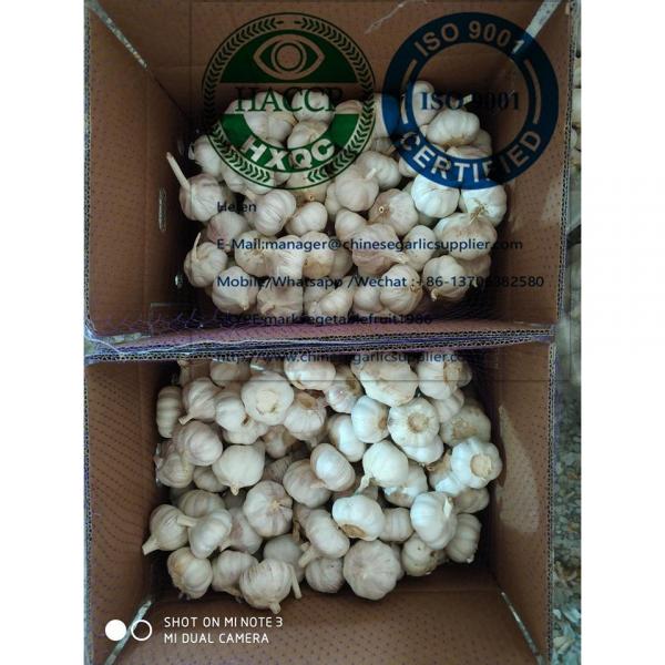 10KG loose carton package normal garlic  are exported to North America market #6 image