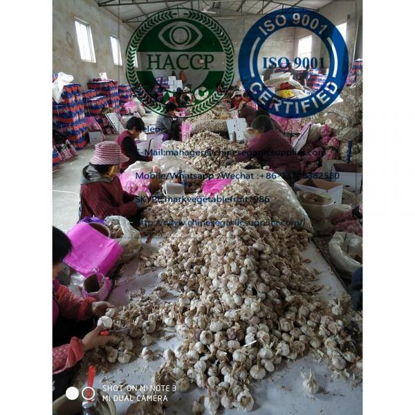 China garlic are exported to North America market  with loose carton package #3 image