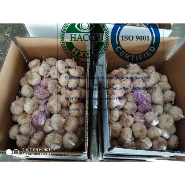 China garlic are exported to North America market  with loose carton package #2 image