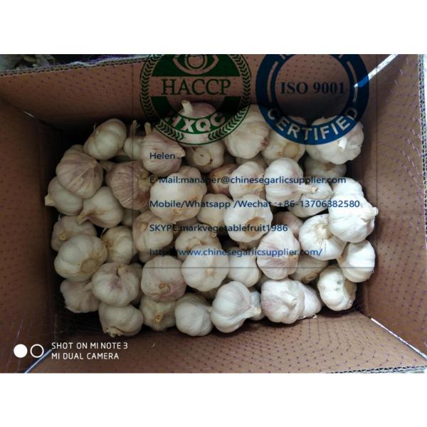 10KG loose carton package normal garlic  are exported to North America market #3 image