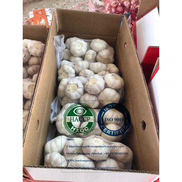 tube meshbag packed China normal garlic are exported to Latin America market #5 image