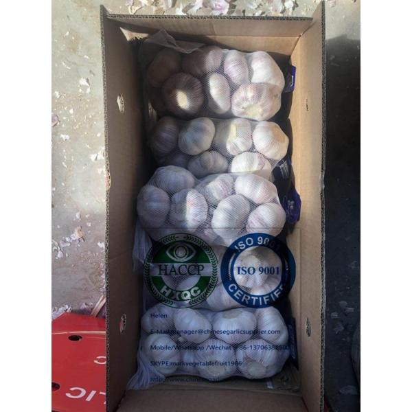 tube meshbag packed China normal garlic are exported to Latin America market #3 image
