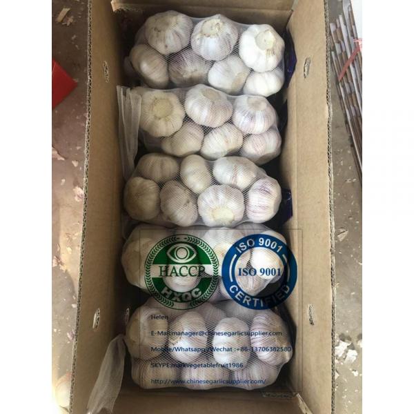 tube meshbag packed China normal garlic are exported to Latin America market #2 image