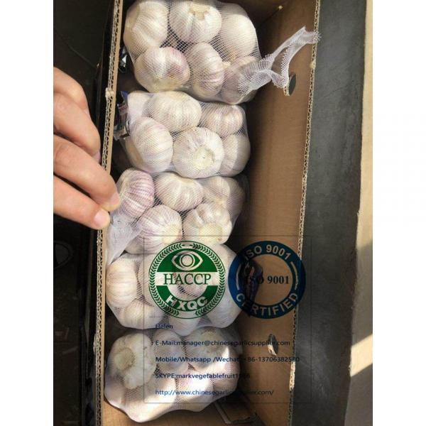 China normal garlic with tube meshbag are exported to Latin America market #5 image